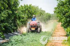 我市全力提拔果业对外能级